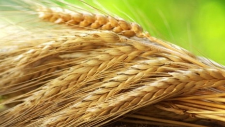 Produtores gaúchos perdem até 90% das lavouras de trigo com as chuvas