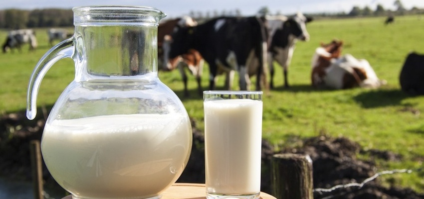 As novas legislações para produção de leite: estamos prontos?