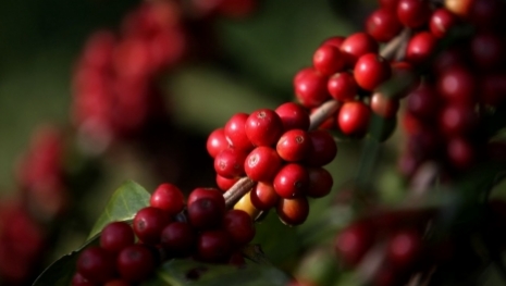 Clima reduz produtividade do café em Minas Gerais