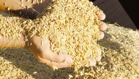 Quase o dobro do arroz produzido só com a metade da água na irrigação